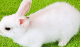 小白兔视频,小白兔的奇幻冒险之旅